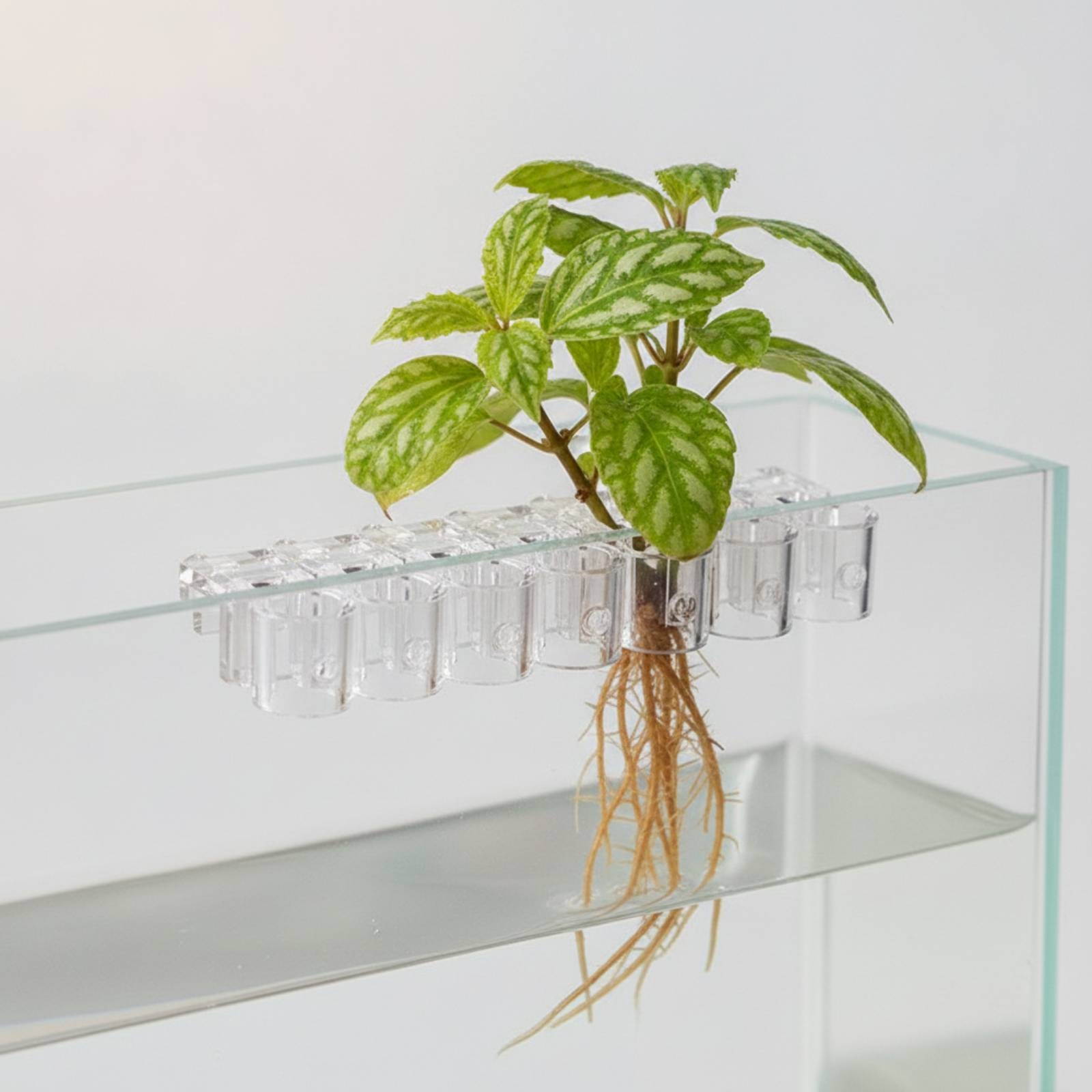 6 sztuk przezroczystych klipsó – Aquarium Plant recenzja i cena