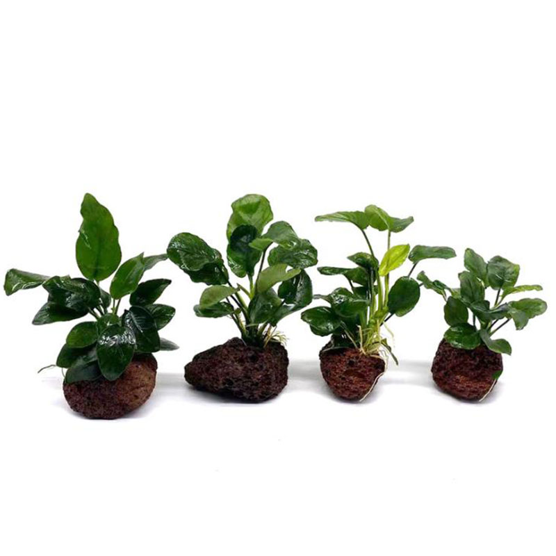 Wulkaniczna dekoracja akwarium – Aquarium Plant Live recenzja i cena