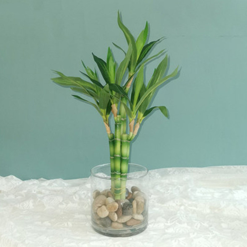 Nowa 40cm sztuczna roślina Luc – Aquarium Plant recenzja i cena