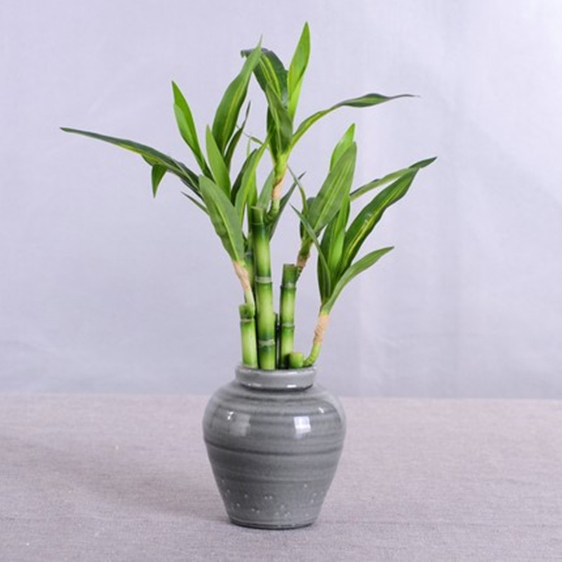 Nowa 40cm sztuczna roślina Luc – Aquarium Plant recenzja i cena