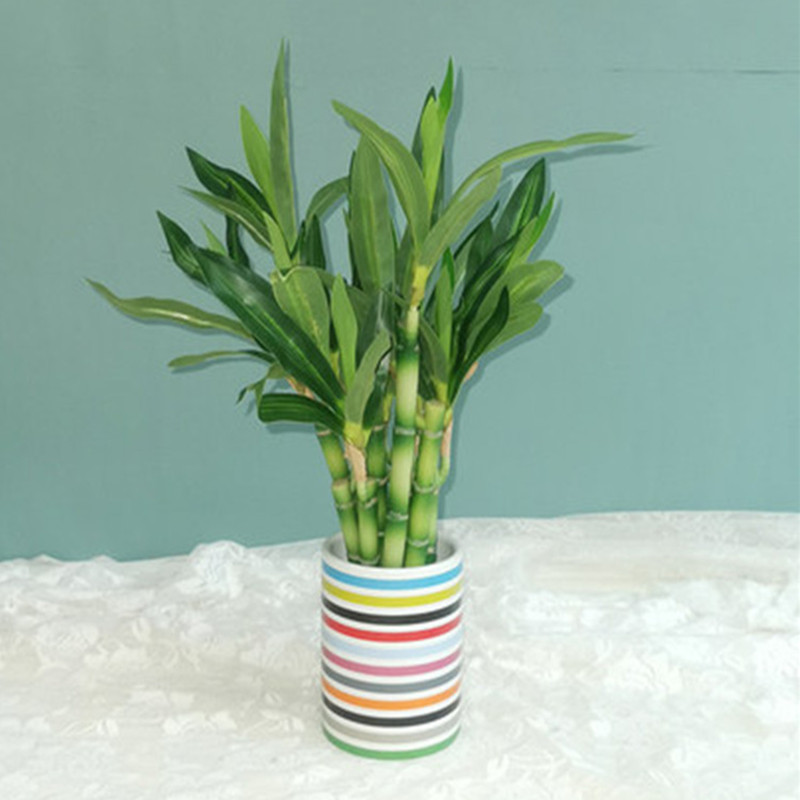 Nowa 40cm sztuczna roślina Luc – Aquarium Plant recenzja i cena