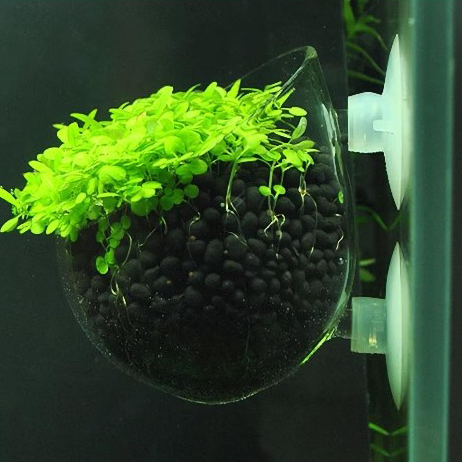 Szklany uchwyt na rośliny akwa – Aquarium Plant Live recenzja i cena