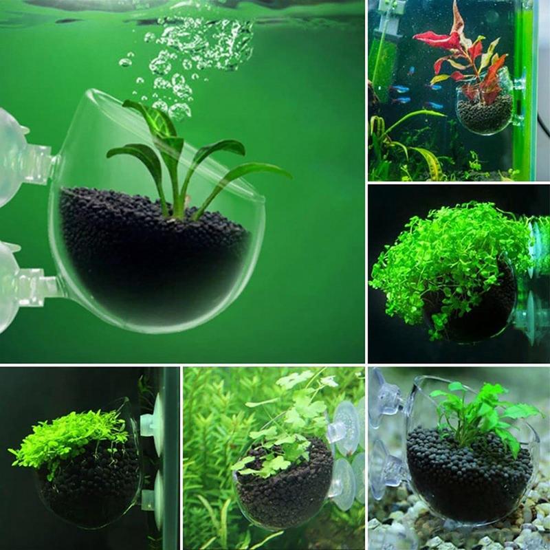 Akrylowy kubek na rośliny wodn – Aquarium Plant Seeds recenzja i cena