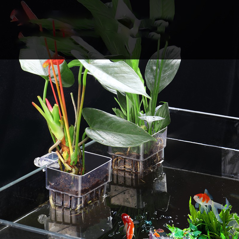 1Pc Akwarium Hydroponiczny Kos – Aquarium Plant Seeds recenzja i cena