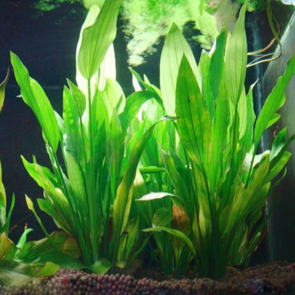 15cm sztuczne akwarium rośliny – Aquarium Plant Live recenzja i cena