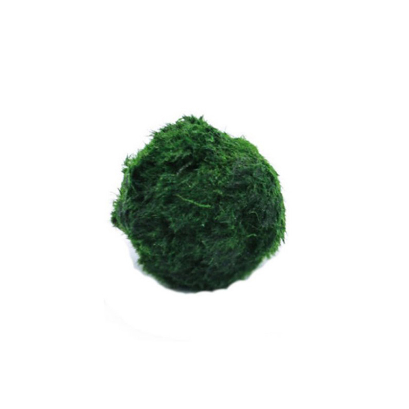 Kulki Marimo, żywąca roślinnoś – Aquarium Plant Live recenzja i cena