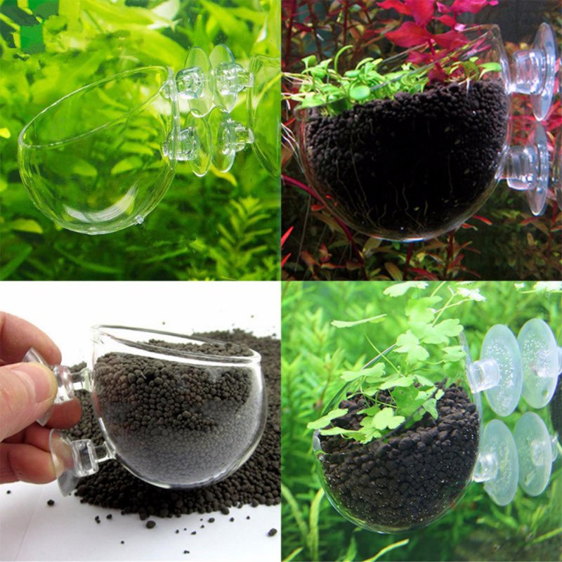 Wisząca roślinka do akwarium s – Aquarium Plant Seeds recenzja i cena